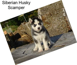 Siberian Husky Scamper