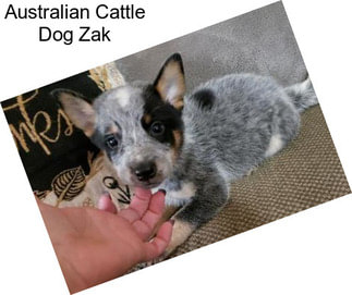 Australian Cattle Dog Zak