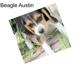 Beagle Austin