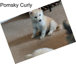 Pomsky Curly