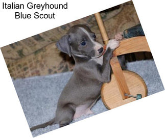 Italian Greyhound Blue Scout