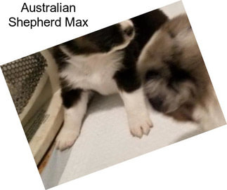 Australian Shepherd Max