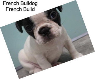 French Bulldog French Bulld