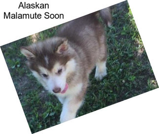 Alaskan Malamute Soon