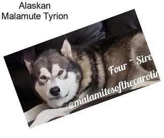 Alaskan Malamute Tyrion
