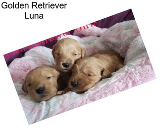 Golden Retriever Luna