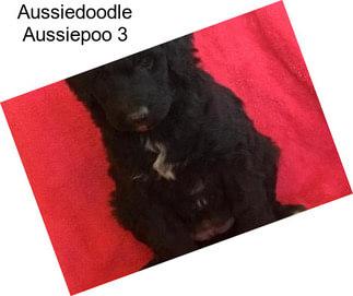 Aussiedoodle Aussiepoo 3