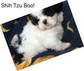 Shih Tzu Boo!