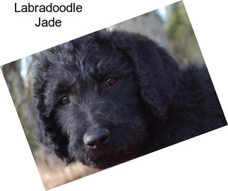 Labradoodle Jade