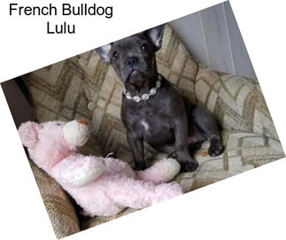 French Bulldog Lulu