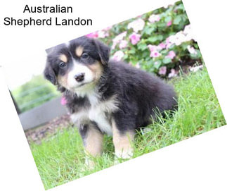 Australian Shepherd Landon
