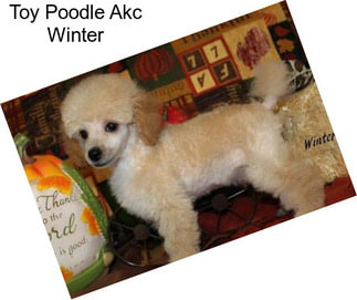Toy Poodle Akc Winter