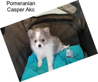 Pomeranian Casper Akc