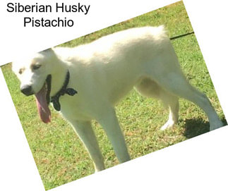 Siberian Husky Pistachio