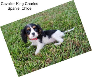 Cavalier King Charles Spaniel Chloe