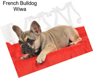 French Bulldog Wiwa