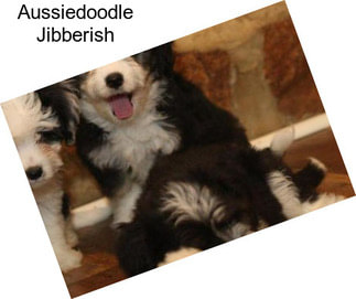 Aussiedoodle Jibberish