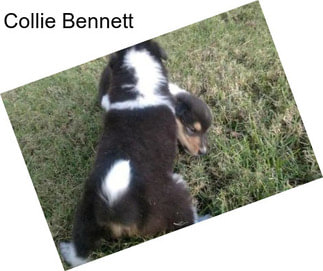 Collie Bennett