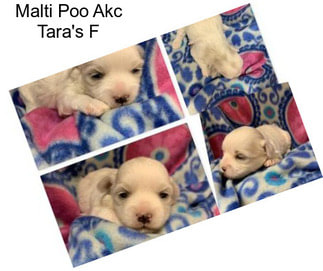 Malti Poo Akc Tara\'s F