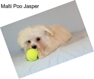 Malti Poo Jasper