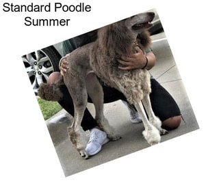 Standard Poodle Summer