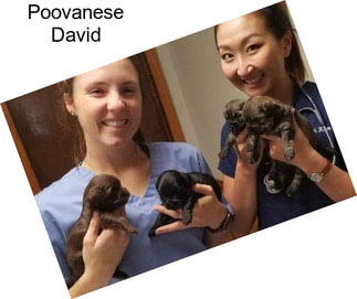 Poovanese David