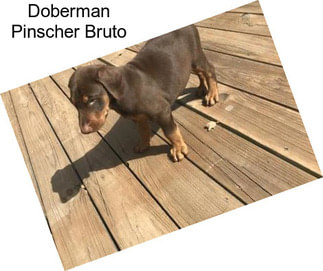 Doberman Pinscher Bruto