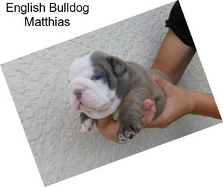 English Bulldog Matthias