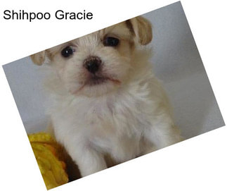 Shihpoo Gracie