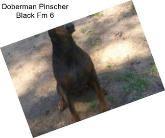 Doberman Pinscher Black Fm 6