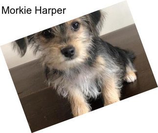 Morkie Harper