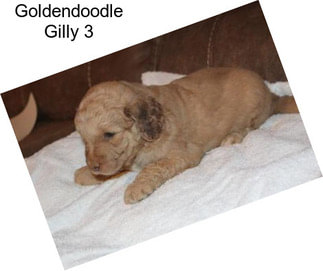 Goldendoodle Gilly 3