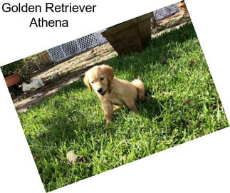 Golden Retriever Athena