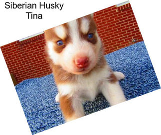 Siberian Husky Tina
