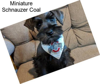 Miniature Schnauzer Coal