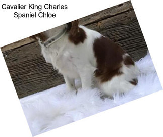 Cavalier King Charles Spaniel Chloe