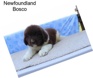 Newfoundland Bosco