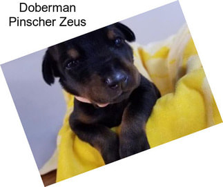 Doberman Pinscher Zeus