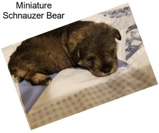 Miniature Schnauzer Bear