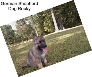 German Shepherd Dog Rocky