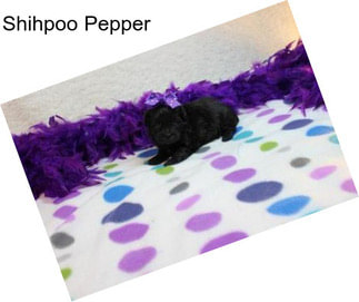 Shihpoo Pepper