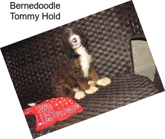 Bernedoodle Tommy Hold