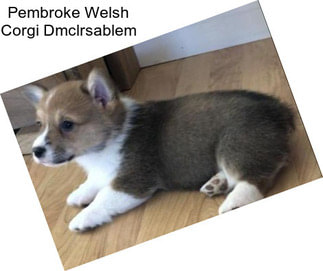 Pembroke Welsh Corgi Dmclrsablem