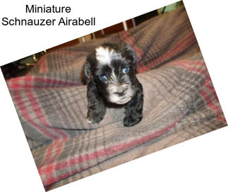 Miniature Schnauzer Airabell