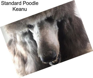 Standard Poodle Keanu