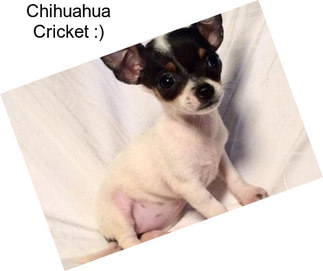 Chihuahua Cricket :)