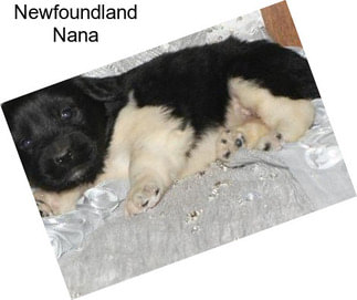 Newfoundland Nana