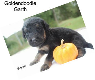 Goldendoodle Garth