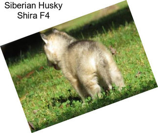 Siberian Husky Shira F4