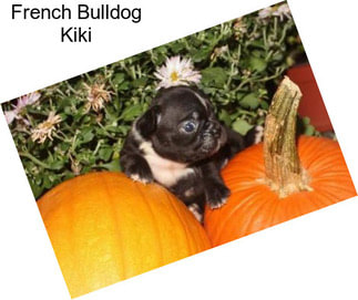 French Bulldog Kiki